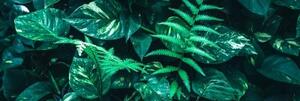 Obraz svěží tropické listy - 120x40 cm