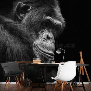 Vliesové fototapety 12713 V8, rozměr 368 cm x 254 cm, šimpanz, IMPOL TRADE