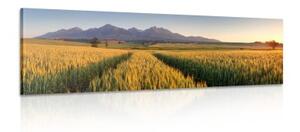Obraz západ slunce nad pšeničným polem - 135x45 cm