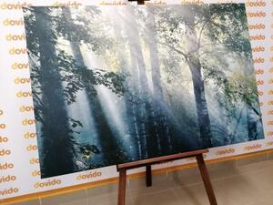 Obraz slneční paprsky v mlhavém lese - 60x40 cm