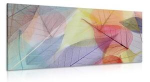 Obraz žilky na barevných listech - 100x50 cm