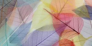 Obraz žilky na barevných listech - 100x50 cm