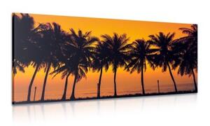 Obraz západ slunce nad palmami - 100x50 cm
