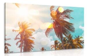 Obraz paprsky slunce mezi palmami - 60x40 cm