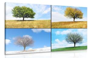 Obraz strom v ročních obdobích - 60x40 cm