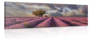 Obraz země levandulových polí - 120x40 cm