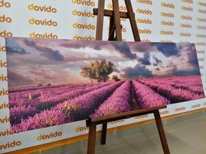 Obraz země levandulových polí - 120x40 cm