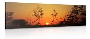 Obraz stébla trávy při západu slunce - 150x50 cm