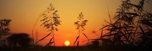 Obraz stébla trávy při západu slunce - 120x40 cm
