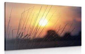 Obraz východ slunce nad loukou - 60x40 cm