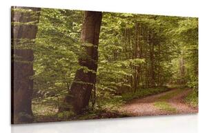 Obraz zelený les - 60x40 cm