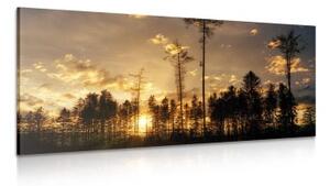 Obraz podvečer v lese - 100x50 cm