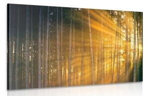 Obraz slunce za stromem - 120x80 cm