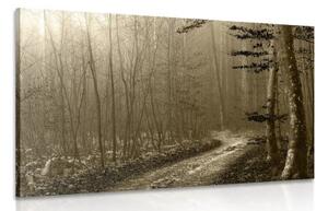 Obraz sépiová cestička do lesa - 60x40 cm