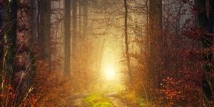 Obraz světlo v lese - 100x50 cm