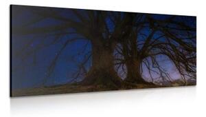 Obraz stromy v noční zemi - 100x50 cm