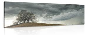 Obraz osamělé stromy - 120x40 cm