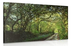 Obraz pohádkový les - 60x40 cm