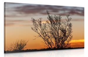 Obraz větvičky v západu slunce - 60x40 cm