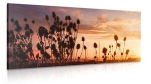 Obraz stébla trávy na poli - 100x50 cm