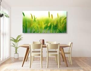Obraz stébla trávy v zeleném provedení - 100x50 cm