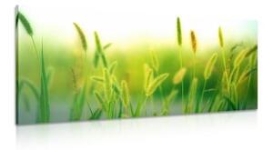 Obraz stébla trávy v zeleném provedení - 100x50 cm