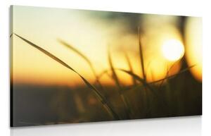 Obraz zapadající slunce v trávě - 60x40 cm