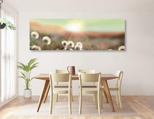 Obraz panoráma kvetoucí louky - 150x50 cm