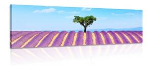 Obraz provensálské levandulové pole - 120x40 cm