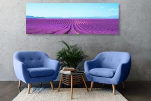 Obraz nekonečné levandulové pole - 150x50 cm