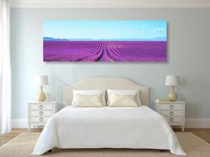 Obraz nekonečné levandulové pole - 150x50 cm