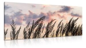 Obraz tráva při zapadajícím slunci - 100x50 cm