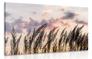 Obraz stébla polní trávy - 90x60 cm