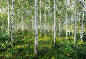 Fototapety , rozměr 368 cm x 254 cm, březový les, Komar 8-744