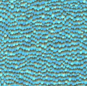 Vliesové tapety na zeď IMPOL Paradisio 2 10129-08, peříčka modrá, rozměr 10,05 m x 0,53 m, Erismann