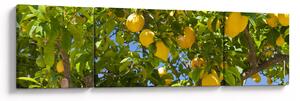 Obraz - Citrónovník (170x50 cm)