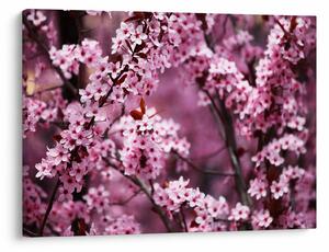 Obraz - Růžová sakura (70x50 cm)