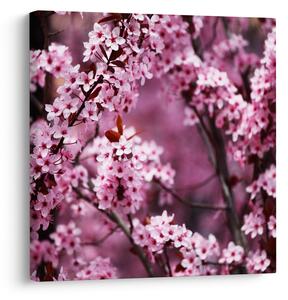 Obraz - Růžová sakura (30x30 cm)