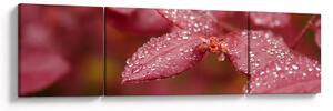 Obraz - Makro snímek lístku (170x50 cm)
