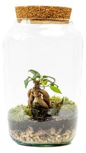 Skleněná dóza STIPA s korkovým špuntem, 30x17 cm - osázené Ficus Microcarpa Ginseng