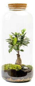 Skleněná dóza LONICERA s korkovým špuntem, 51x23 cm - osázené Ficus Microcarpa Ginseng