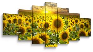 Obraz - Slunečnice při západu slunce (210x100 cm)