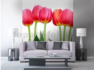 Vliesové fototapety, rozměr 225 cm x 250 cm, tulipány, DIMEX MS-3-0126