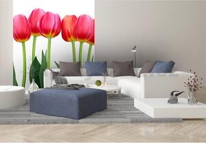 Vliesové fototapety, rozměr 225 cm x 250 cm, tulipány, DIMEX MS-3-0126