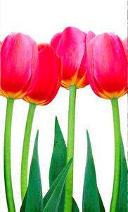 Vliesové fototapety, rozměr 150 cm x 250 cm, tulipány, DIMEX MS-2-0126