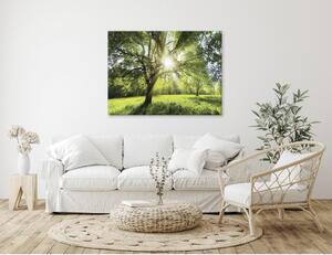 OBRAZ NA PLÁTNĚ, stromy, 135/100 cm - Obrazy na plátně