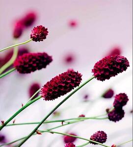Vliesové fototapety, rozměr 225 cm x 250 cm, květiny fialové, DIMEX MS-3-0141