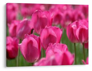 Obraz - Růžové tulipány (70x50 cm)