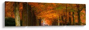 Obraz - Alej stromů na podzim (170x50 cm)