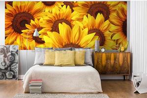 Vliesové fototapety, rozměr 375 cm x 150 cm, květy slunečnic, DIMEX MP-2-0129